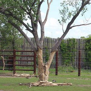 How Much Wood Would an Elephant Chuck...