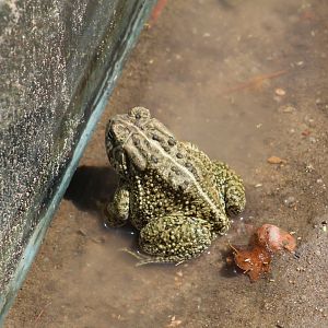 Woodhouse's Toad