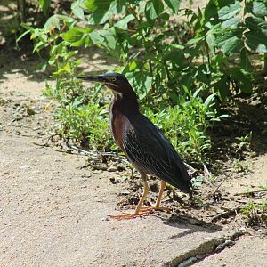 Green Heron