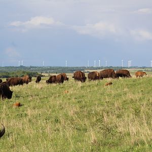 Plains Bison Herd