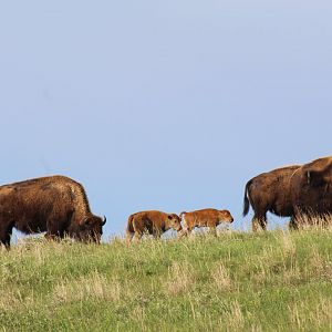 Plains Bison