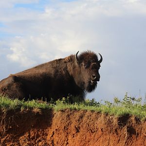 Plains Bison