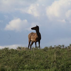American Elk
