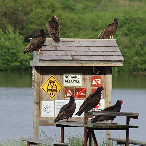 Flock of Turkey Vultures