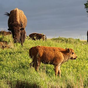 Plains Bison Calf