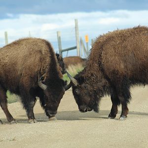 Sparring Bison