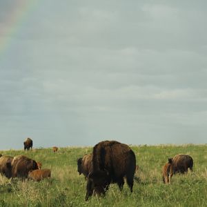 Somewhere Over the Rainbow