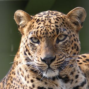 Sri Lankan Leopard