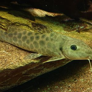 Yellow giraffe catfish - Auchenoglanis biscutatus