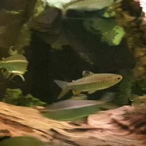 Arnoldichthys spilopterus