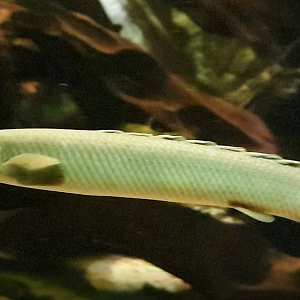 Grey bichir - Polypterus senegalus