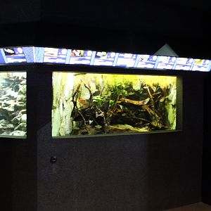 African freshwater tanks