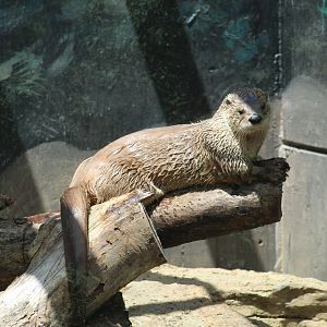 North American River Otter