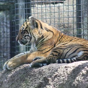 Sumatran Tiger cub