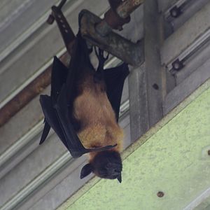 Indian Flying Fox