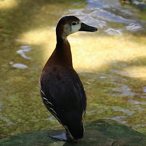 Odd-Looking Whistling-Duck