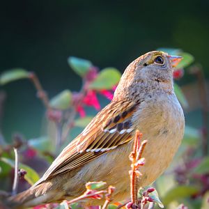 Proud Crown Sparrow
