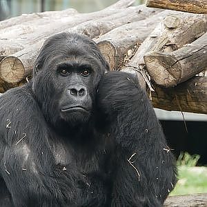 Paul & Lynsey's Zoo Tour #95 Zoo Antwerpen - YouTube