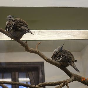 Budapest Zoo and Botanical Garden 24.1.20