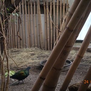 Budapest Zoo and Botanical Garden 24.1.20