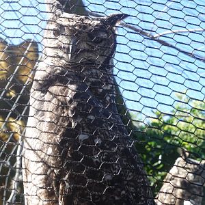 World of Birds Wildlife Sanctuary and Monkey Park 18.4.19