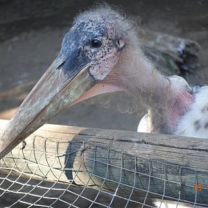 World of Birds Wildlife Sanctuary and Monkey Park 18.4.19