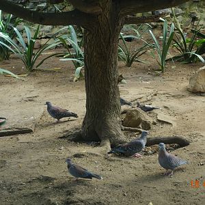World of Birds Wildlife Sanctuary and Monkey Park 18.4.19