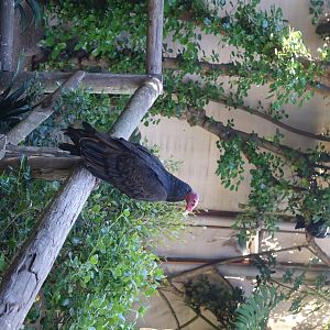 World of Birds Wildlife Sanctuary and Monkey Park 18.4.19