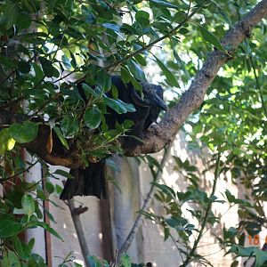 World of Birds Wildlife Sanctuary and Monkey Park 18.4.19