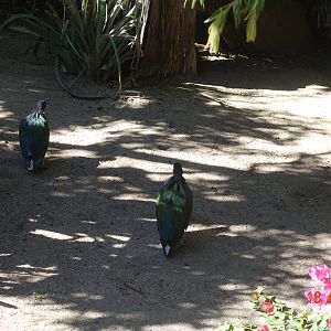 World of Birds Wildlife Sanctuary and Monkey Park 18.4.19