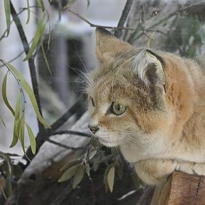 Sand Cat