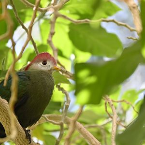 Red Crested Turaco