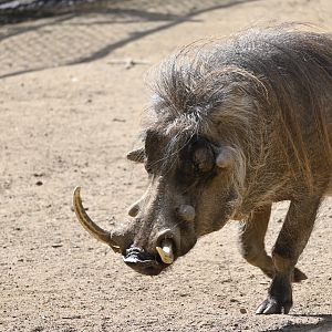 Common Warthog