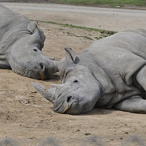 Southern White Rhinoceros