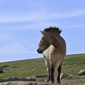 Przewalski's Horse
