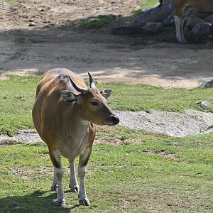 Javan Banteng