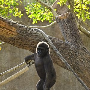 Western Lowland Gorilla