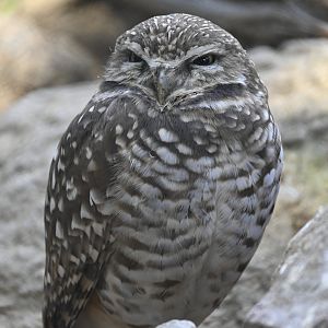 Burrowing Owl