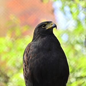 Harris’ Hawk