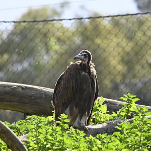 Hooded Vulture