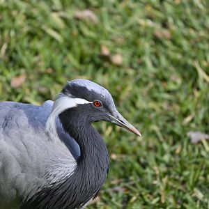 Demoiselle Crane