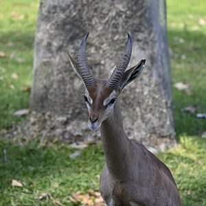 Southern Gerenuk