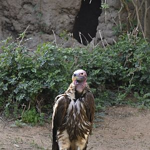 Lappet Faced Vulture