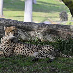 South African Cheetah