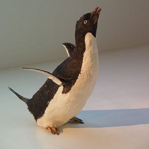 Specimen Adélie penguin (Pygoscelis adeliae), 2019-12-03