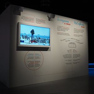 Temporary exhibition 'Antarctica' - Display on emperor penguins, 2019-12-03
