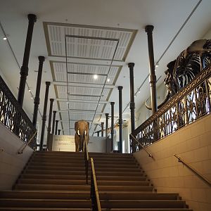 View towards the '250 Years of Natural History' exhibit, 2019-12-03