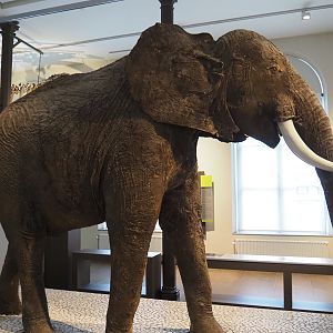1880 African bush elephant (Loxodonta africana) specimen from the Brussels Zoo, 2019-12-03