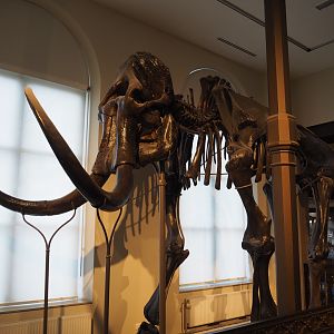 Mammoth of Lier (Mammuthus primigenius), 2019-12-03