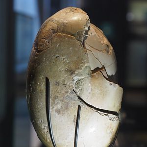 Lithofellic bezoar from vertebrate GI tract, 2019-12-03